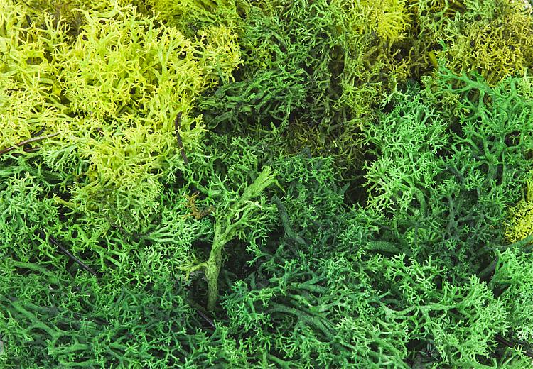 Islandmoos, gemischt, grün, 5 0g sortiert