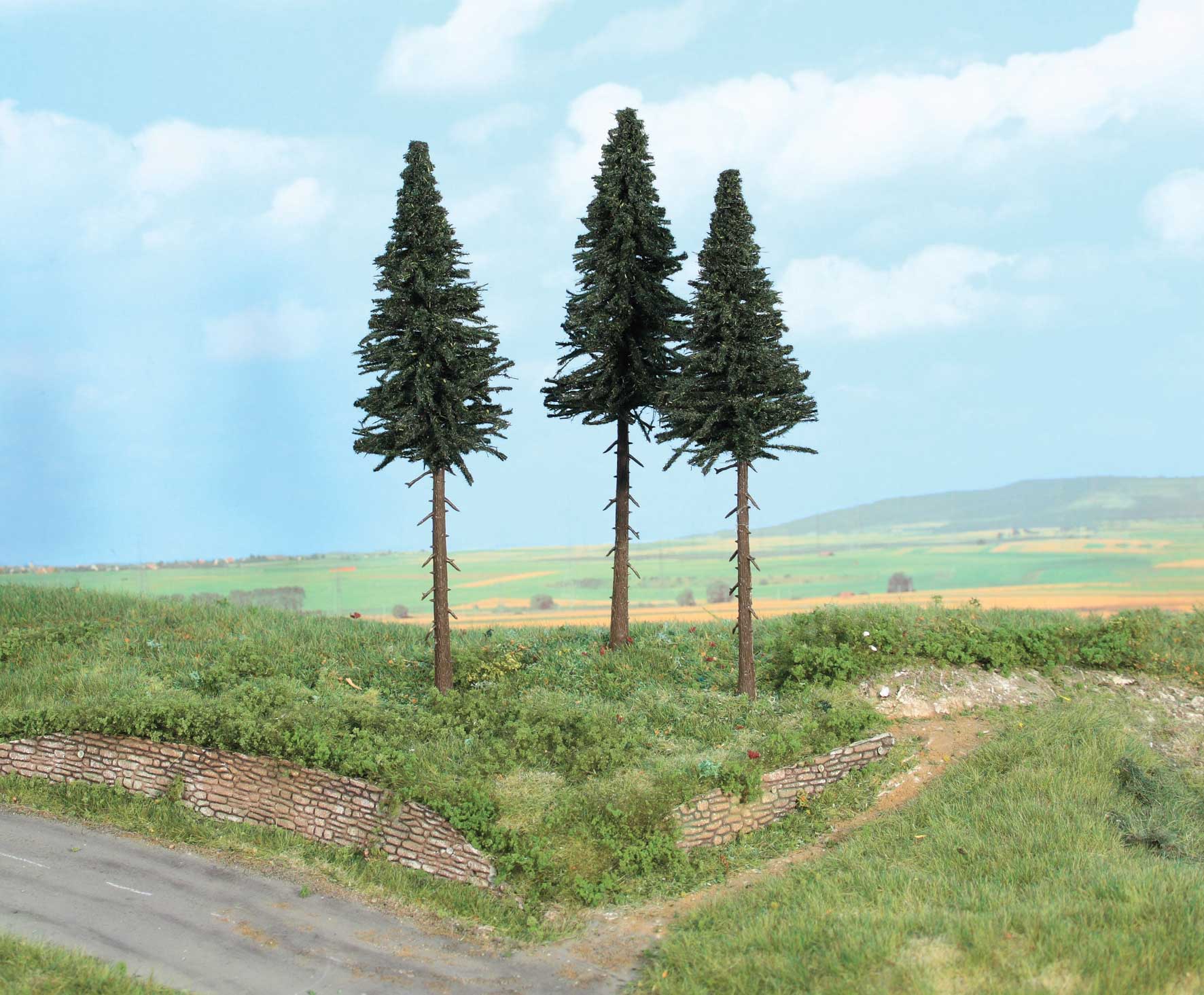 3 Hochstammtannen 17 cm 