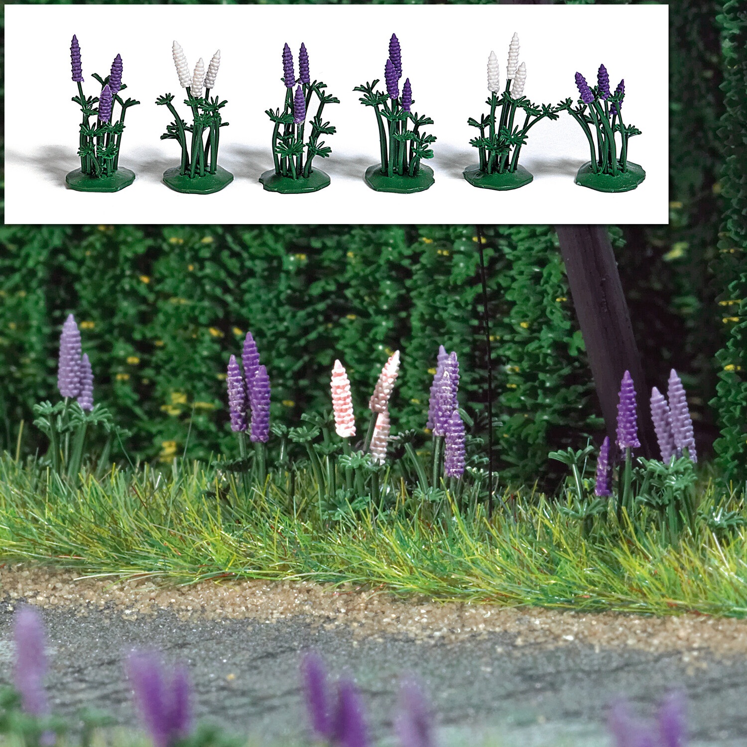 Wild-Lupinen 